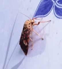 Ammatho cuneonotatus