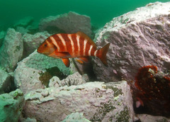 Chirodactylus spectabilis