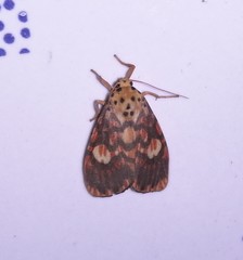 Ammatho cuneonotatus