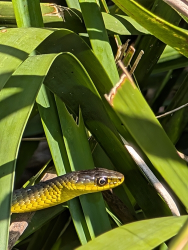 Common Tree Snake sighting