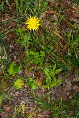 Sonchus tenerrimus