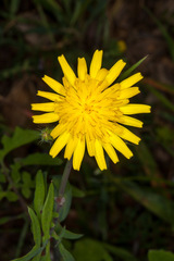 Sonchus tenerrimus