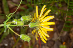 Sonchus tenerrimus