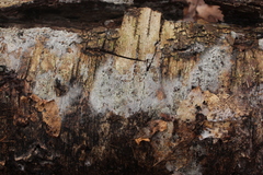 Botryobasidium vagum