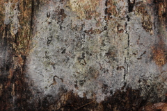 Botryobasidium vagum