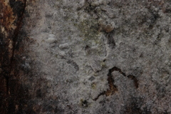 Botryobasidium vagum