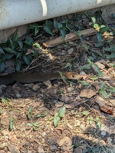 Eastern Brown Snake sighting