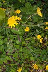 Senecio leucanthemifolius