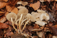 Marasmius wynneae
