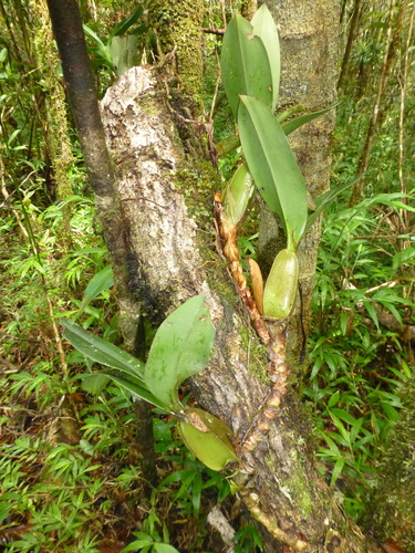 Bulbophyllum coriophorum, photograph 2