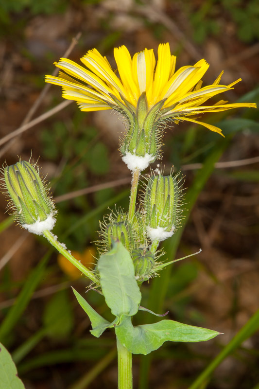 Sonchus tenerrimus