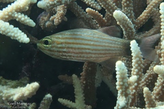 Cheilodipterus artus