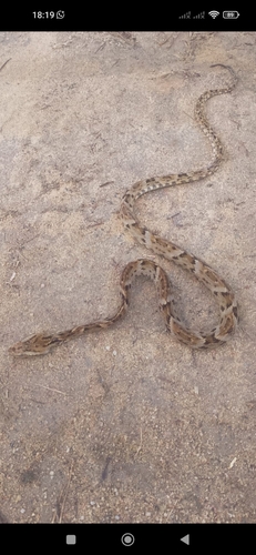 Whitetail Lancehead