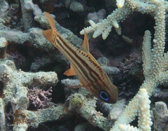 Ostorhinchus compressus