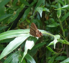 Saribia