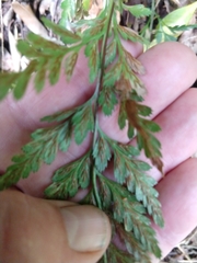 Asplenium adiantum-nigrum
