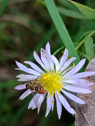 Unknown species found near Lawrence, KS, USA