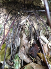 Asplenium adiantum-nigrum