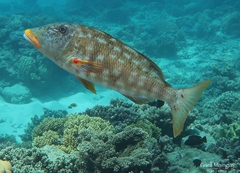 Lethrinus xanthochilus