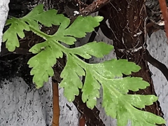 Asplenium adiantum-nigrum