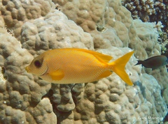 Siganus corallinus