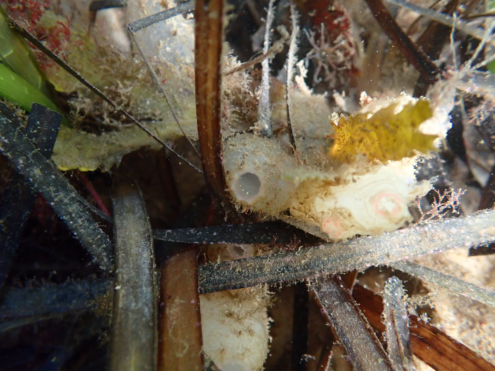 Ascidiella aspersa (Müller, 1776)