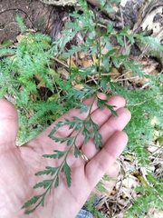 Asplenium adiantum-nigrum