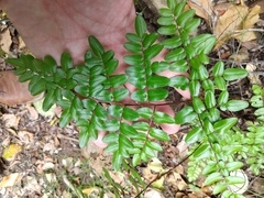 Pellaea pteroides