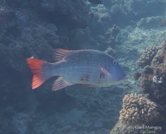 Lethrinus erythracanthus