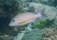 Lethrinus obsoletus