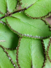 Pellaea pteroides