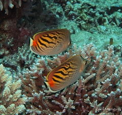 Chaetodon pelewensis