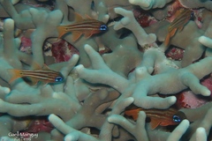 Ostorhinchus compressus