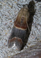 Acrobasis demotella