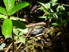 Zonosaurus madagascariensis