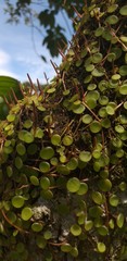 Peperomia rotundifolia