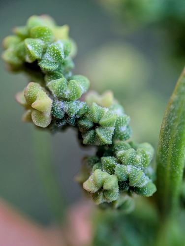 Pitseed goosefoot (Chenopodium berlandieri)
