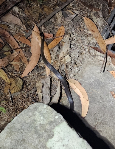 Golden-crowned Snake sighting
