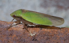 Ponana