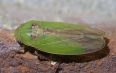 Ponana