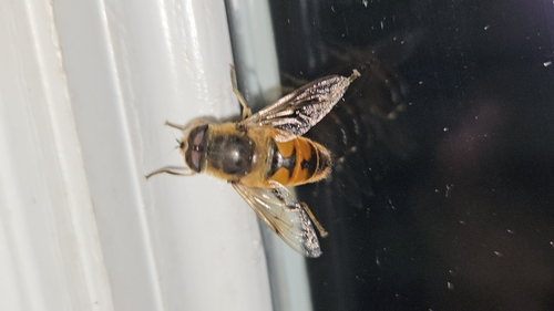 Unknown species found near 1300 Oakland Rd NE