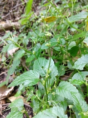 Leidesia procumbens