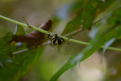 Tinolius eburneigutta