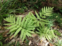 Pteris dentata