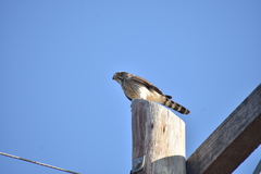 Spiziapteryx circumcincta