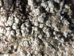 Pertusaria subobducens