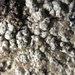 Pertusaria subobducens - Photo (c) Samuel Brinker, some rights reserved (CC BY-NC), uploaded by Samuel Brinker