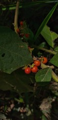Solanum jamaicense