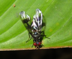 Richardiidae