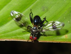 Richardiidae